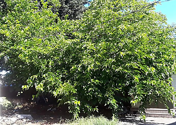Vallejo Tree Services Ray's Tree Services, Inc.