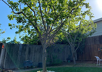 Ray's Tree Services, Inc. Vallejo Tree Services image 1