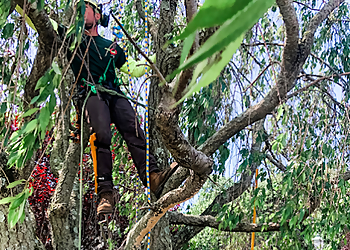 Bridgeport Tree Services Rayzor's Edge Tree Service