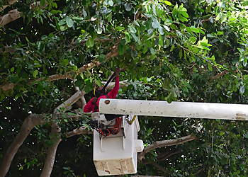 Pompano Beach Tree Services Real Tree Trimming & Landscaping, Inc