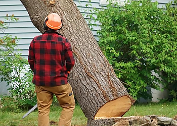 Pompano Beach Tree Services Real Tree Trimming & Landscaping, Inc