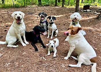 Red Beard Dog Training Greensboro Dog Training image 1