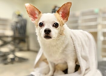 Boston Pet Grooming Red Dog Pet Resort & Spa