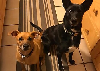 Birmingham Dog Walkers RedDog Sitting Services, LLC