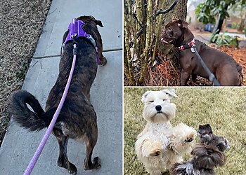 Birmingham Dog Walkers RedDog Sitting Services, LLC