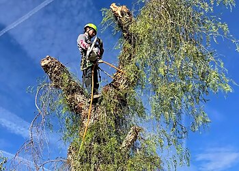 Henderson Tree Services RedGator Tree Trimmin' and Landscape, LLC