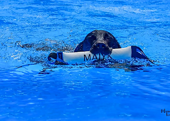 Red River Obedience Training Club - Shreveport, LA Dog Training - Professional Highlights