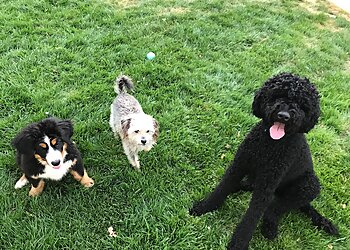 Oakland Dog Walkers Red Rover