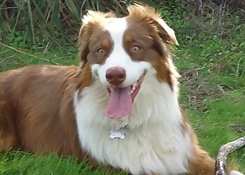 Oakland Dog Walkers Red Rover