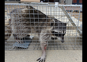 Carrollton Animal Removal Red Rover Rodent Removal
