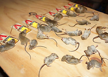 Carrollton Animal Removal Red Rover Rodent Removal