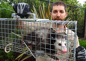 Red Rover Rodent Removal Carrollton Animal Removal Red Rover Rodent Removal