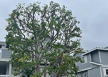 Torrance Tree Services RedWood Tree & Landcare