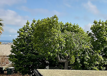 Torrance Tree Services RedWood Tree & Landcare