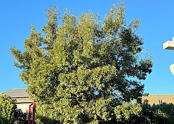 Corona Tree Services Reg's Tree Service