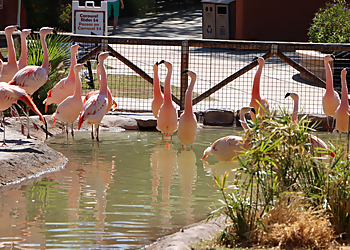 Tucson Places To See Reid Park Zoo