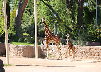Tucson Places To See Reid Park Zoo