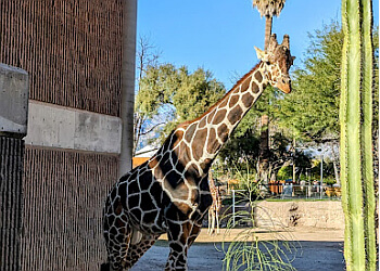 Tucson places to see Reid Park Zoo
