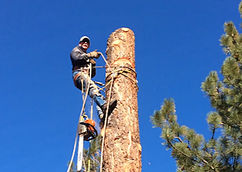 Reno Tree Services Reno Tree Service