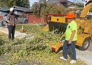 Reno Tree Services Reno Tree Service