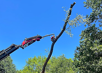 Madison Tree Services Reon Rounds Tree Service