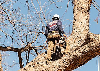 San Antonio Tree Services Republic Tree Service