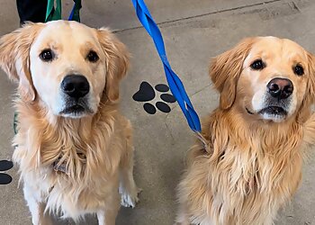 Colorado Springs Pet Grooming Republic of Paws