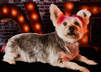 Lubbock Pet Grooming Resa's K-9 Salon