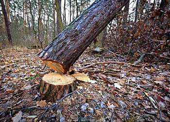 Columbia Tree Services Resource Tree & Land