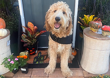 Revolution Dog Training - Tampa, FL Dog Training - Service Highlights