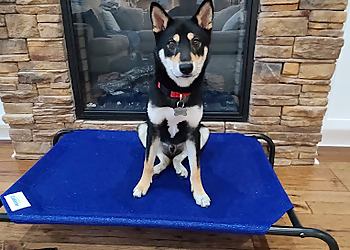 Revolution Dog Training - Tampa, FL Dog Training - Project Image