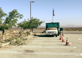 3 Best Tree Services In Palmdale Ca Expert Recommendations