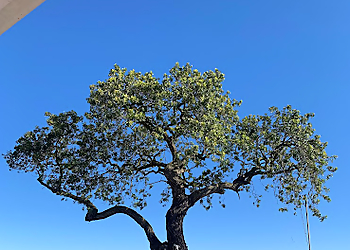 Inglewood Tree Services Reynoso Tree Service