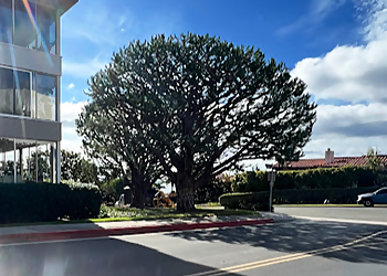Inglewood Tree Services Reynoso Tree Service