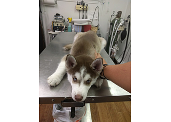 Pasadena Veterinary Clinics Richey Animal Clinic