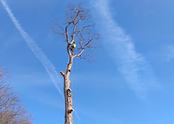 Peoria Tree Services Right Way Tree & Outdoor Services