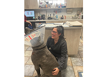 Stamford Veterinary Clinics Rippowam Animal Hospital