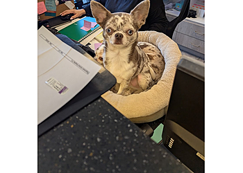 Stamford Veterinary Clinics Rippowam Animal Hospital