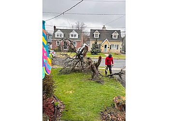 Robert Tree Services Robert Tree Services - Newark, NJ Tree Services - Team Working Image