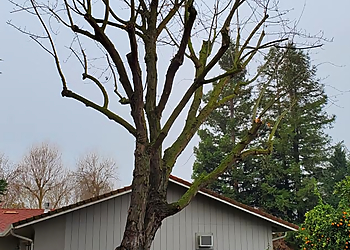 Stockton Tree Services Robert's Tree Care