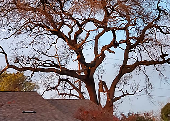 Stockton Tree Services Robert's Tree Care