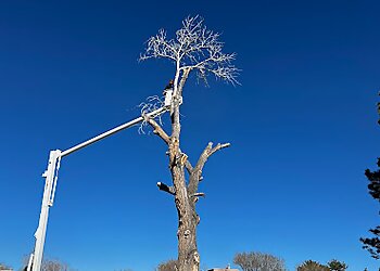 Albuquerque Tree Services Robert's Tree & Hauling Service
