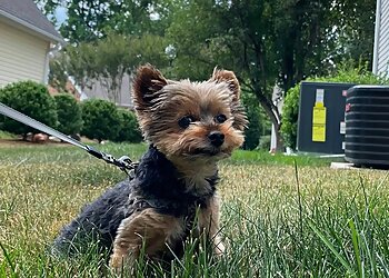 Winston Salem Dog Walkers Robinhood Dog Walking