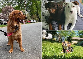 Winston Salem Dog Walkers Robinhood Dog Walking