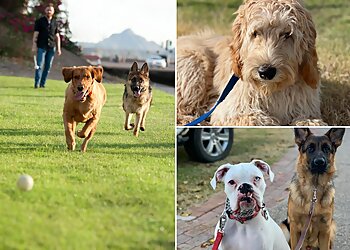 Phoenix Dog Training Rob's Dogs LLC