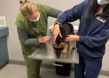 Rochester Community Animal Clinic in Rochester - ThreeBestRated.com