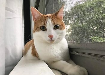 Rochester Veterinary Clinics Rochester Community Animal Clinic