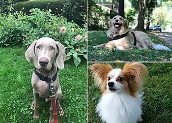 Rochester Dog Walkers Rochester Dog Walkers