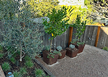 San Francisco Landscaping Companies Rock & Rose Landscapes
