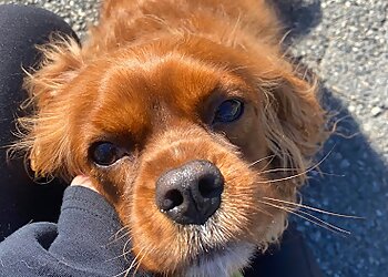 Little Rock Dog Walkers Rockin’ Paws